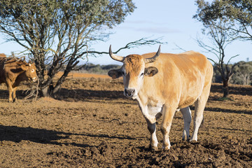 cows , oxen and calves in farm grange