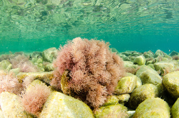Coral reef scenics of the Sea of Cortez, Baja California Sur, Mexico.  © leonardogonzalez