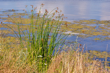 Flowering plant of sedges bushes swing in the wind against the backdrop of the lake