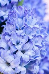 Beautiful violet hyacinth flowers bouquet on a pink background. Close up and copy space.