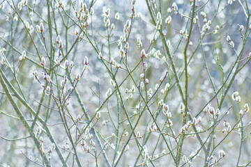 Junge Blütenkätzchen - Weide