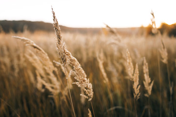 beautiful wild flowers backlit
