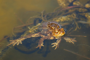 Erdkröte (Bufo bufo)