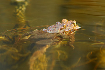 Erdkröte (Bufo bufo)