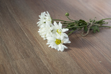 Obraz premium chamomile