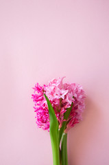Beautiful pink hyacinth flowers bouquet on a pink background. Close up and copy space.