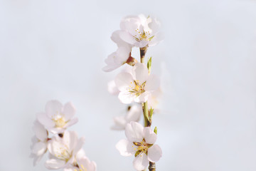 Fototapeta na wymiar Flowers of an almond tree close-up on a light pale background. Selective soft focus. 