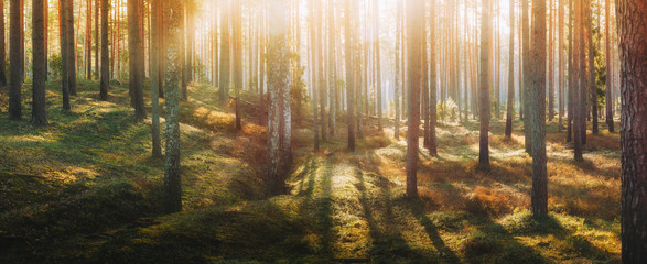 magic sunny forest