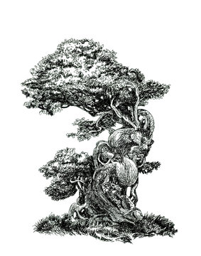 Deciduous bonsai.