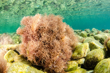 Coral reef scenics of the Sea of Cortez, Baja California Sur, Mexico.  © leonardogonzalez
