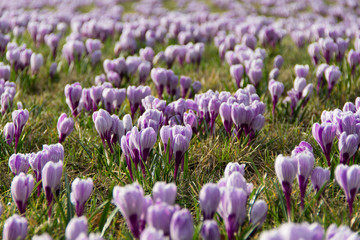 Obraz premium Crocus flowers blooming in spring time among the grass.