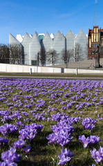 Crocus flowers blooming in front of filharmony building in Szczecin, Poland.