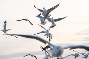 Flock of Seagulls flying stampede