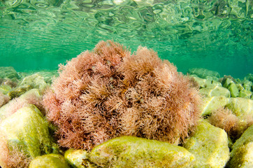 Coral reef scenics of the Sea of Cortez, Baja California Sur, Mexico.  © leonardogonzalez