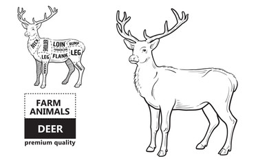 Deer meat cuts with elements and names. Isolated black on white background. Butcher shop. Vector illustration.