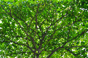 Obraz premium Shade of a tree