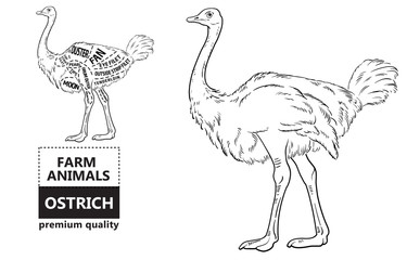 ostrich meat cuts with elements and names. Isolated black on white background. Butcher shop. Vector illustration.
