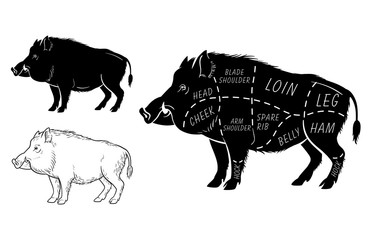 Wild hog, boar game meat cut diagram scheme - elements set on chalkboard. Vector illustration