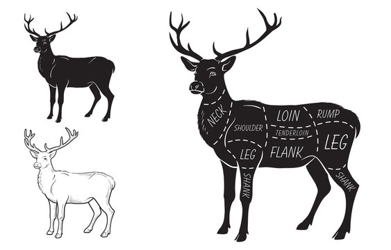 Deer meat cuts with elements and names. Isolated black on white background. Butcher shop. Vector illustration.