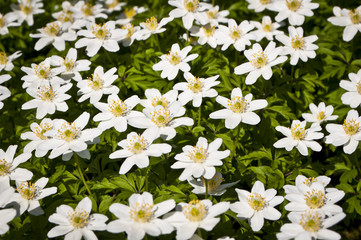 Bl&uuml;hende Buschwindr&ouml;schen, Anemone nemorosa