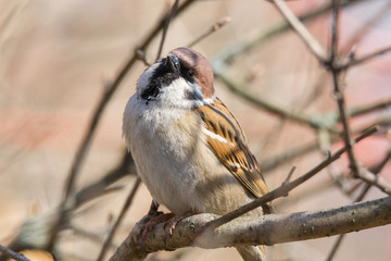 Passer domesticus on a branch