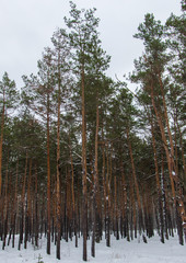 pine forest in the winter forest