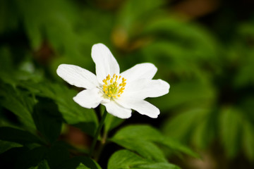 Fr&uuml;hling. Anfang des Lebens 