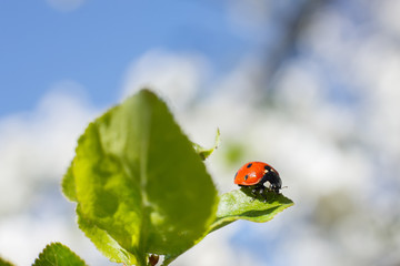 Red ladybird sits on a green leaf against the blue sky. Macro close up