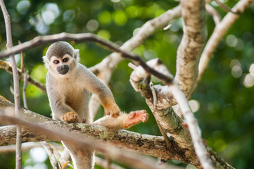 Mono capuchino en isla de la selva amazonica, monkey