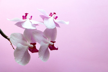 pink Orchid flowers on pink background top view