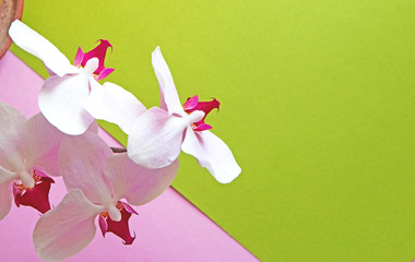 pink Orchid flowers on pink and green background top view