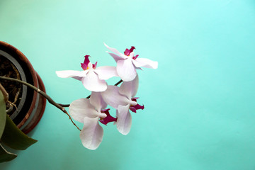 blooming Orchid flowers in pot on blue background top view