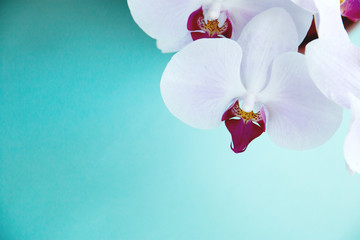 blooming Orchid flowers on blue background top view, floral background