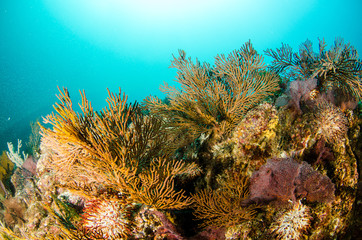 Coral reef scenics of the Sea of Cortez, Baja California Sur, Mexico.  © leonardogonzalez