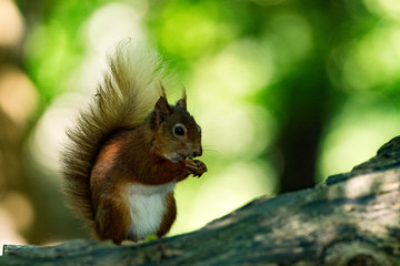 Brownsea Island Squirrel
