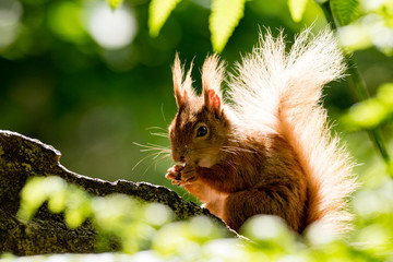 Brownsea Island Squirrel