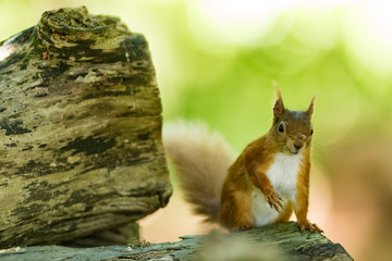 Obraz premium Brownsea Island Squirrel