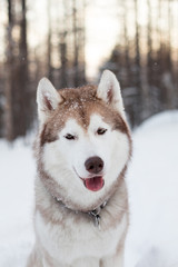 Close-up portrait of dog breed siberian Husky sitting on the snow in winter forest at sunset. Husky topdog looks like a wolf