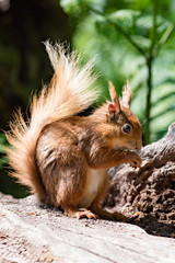 Brownsea Island Squirrel