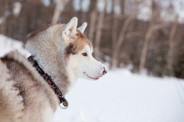 Profile portrait of smiley Beige and White Siberian husky is on the snow at sunset. Close-up portrait of Husky dog with snow on the nose sitting in winter forest and observing mountains