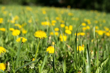 Yellow dandelion (milk-witch gowan) on a blooming dandelion lawn.