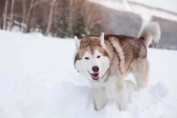 Fototapeta na wymiar Image of funny Husky male looks like a wolf. Portrait of cute siberian Husky dog smiling and standing in winter forest at sunset on trees and mountains background
