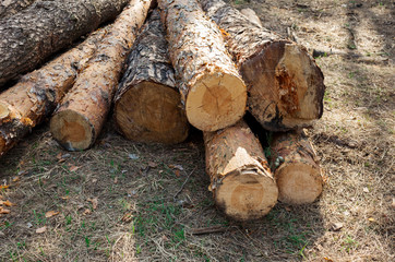 Pile of pines in the deep forest, firewood material