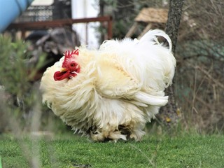 Coq pékin bantam cochin blanc frizzle 