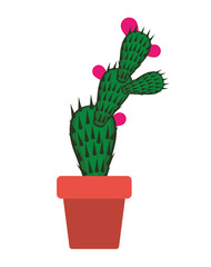 nopal cactus in pot