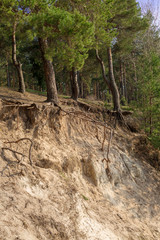 Forest in spring, trees with roots on the rocky sandy hill