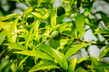 Small green citrus lime fruit on tree with green leaves in sunshine.