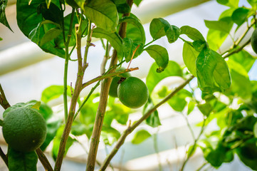 Green citrus fruit on tree with green leaves.