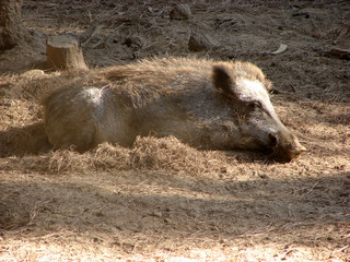 Fototapeta premium Boar lying down
