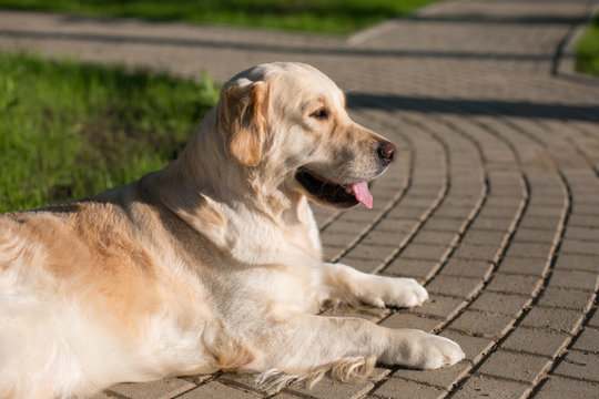 Profile Portrait of lovely golden retriever dog is lying on path in the park. Image of Cute golden girl is having relax outdoor after grooming on sunny day in summer